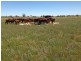 ” Coniston “, Quilpie QLD 4480