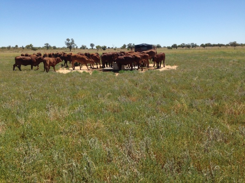 ” Coniston “, Quilpie QLD 4480