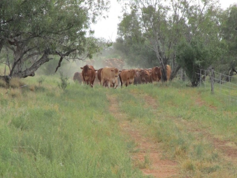 ” Coniston “, Quilpie QLD 4480