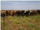 ” Coniston “, Quilpie QLD 4480