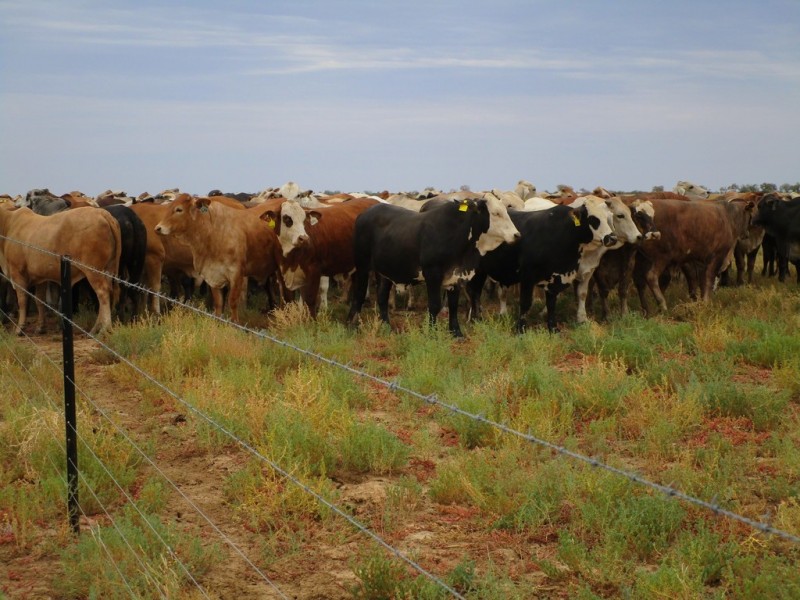 ” Coniston “, Quilpie QLD 4480