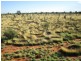 ” Coniston “, Quilpie QLD 4480