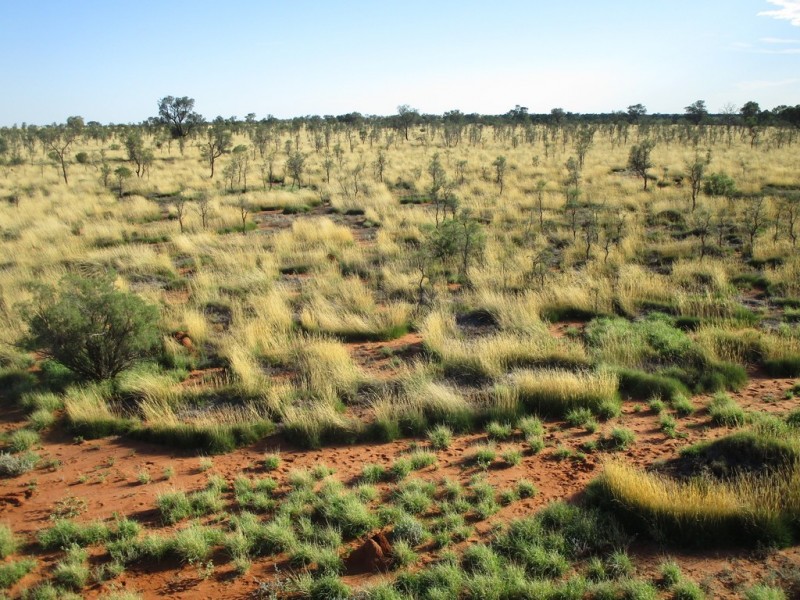 ” Coniston “, Quilpie QLD 4480