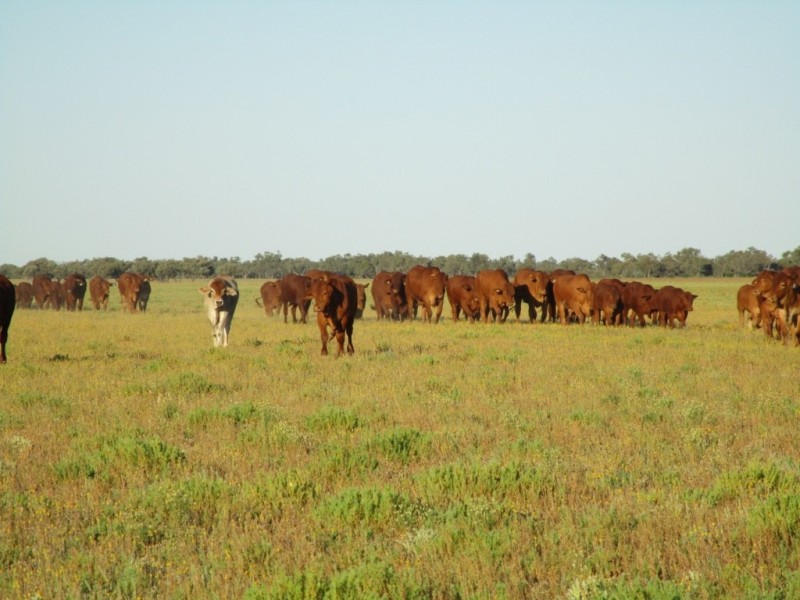 ” Coniston “, Quilpie QLD 4480