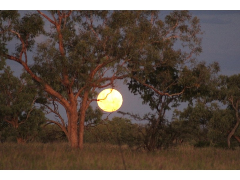 ” Coniston “, Quilpie QLD 4480