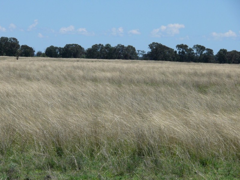 ” Claydon”, Tara QLD 4421