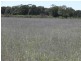 ” Claydon”, Tara QLD 4421