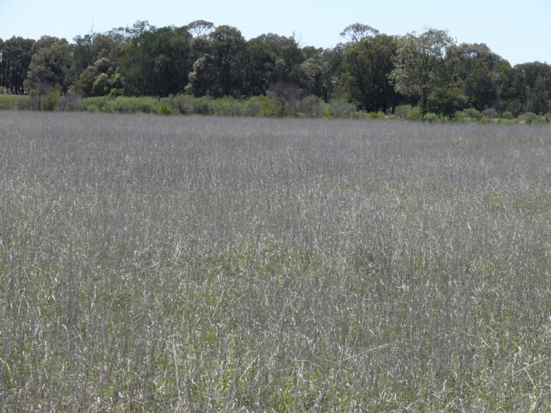 ” Claydon”, Tara QLD 4421
