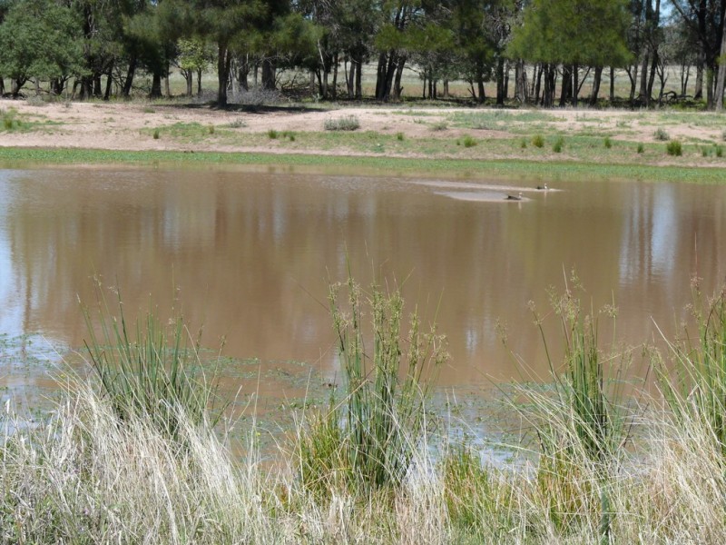 ” Claydon”, Tara QLD 4421
