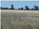 ” Claydon”, Tara QLD 4421