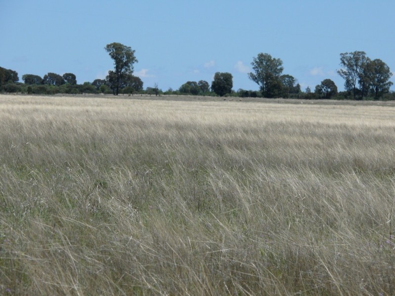 ” Claydon”, Tara QLD 4421