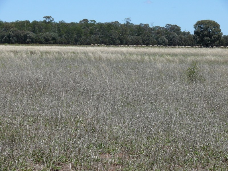 ” Claydon”, Tara QLD 4421
