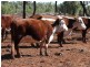Roma QLD 4455