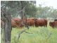 Roma QLD 4455