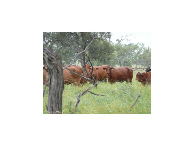 Roma QLD 4455