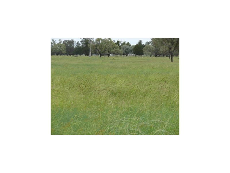 Roma QLD 4455