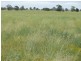 Roma QLD 4455