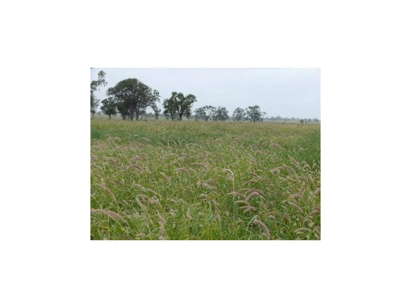 Roma QLD 4455