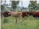 Roma QLD 4455