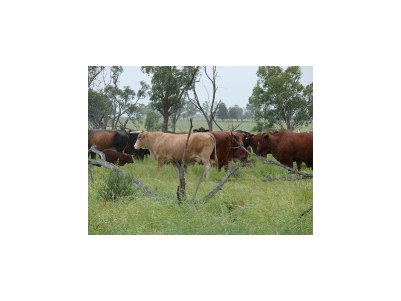 Roma QLD 4455