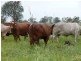 Roma QLD 4455