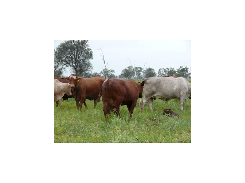 Roma QLD 4455