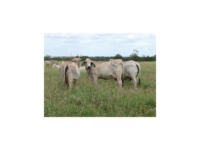 Injune QLD 4454