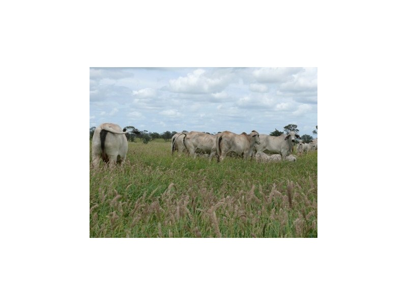 Injune QLD 4454