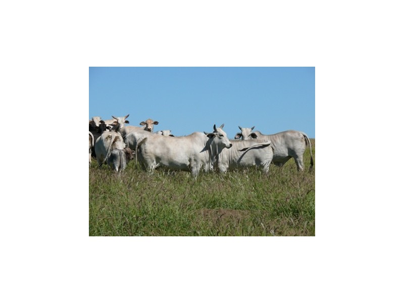 Injune QLD 4454