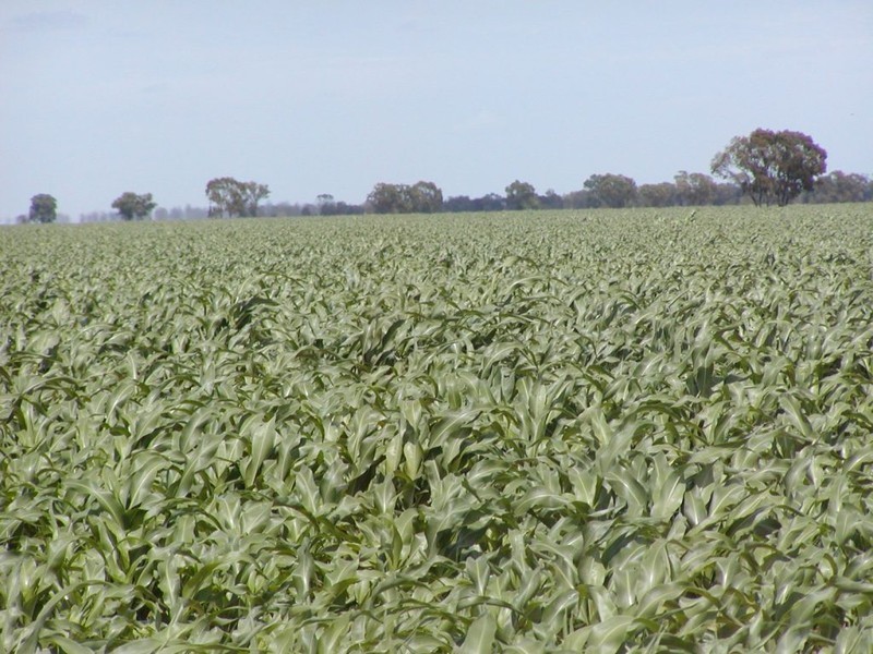 Goondiwindi QLD 4390