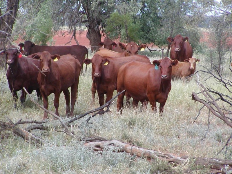 Goondiwindi QLD 4390