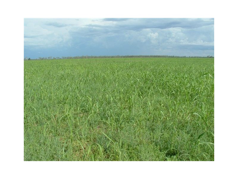 Goondiwindi QLD 4390