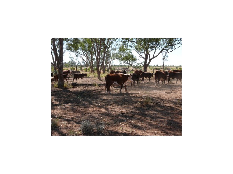 ` Loch Lomond, Mitchell QLD 4465