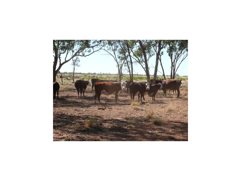 ` Loch Lomond, Mitchell QLD 4465