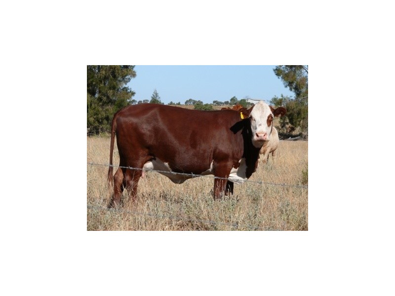 Wallumbilla QLD 4428