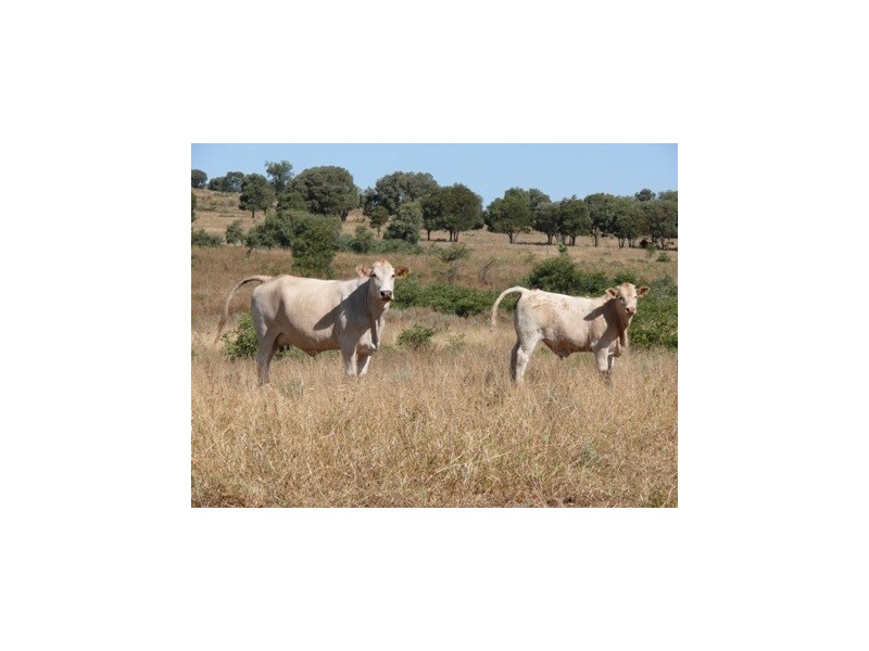 Wallumbilla QLD 4428