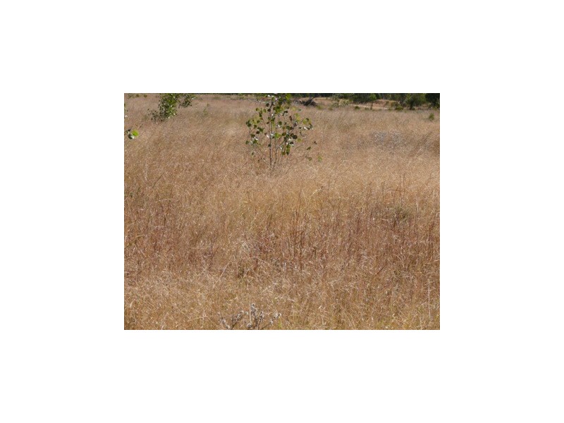 Wallumbilla QLD 4428