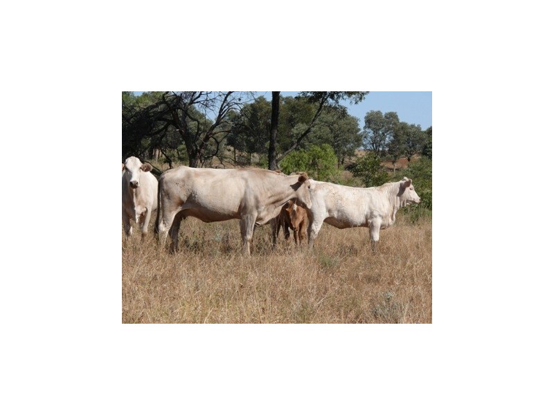 Wallumbilla QLD 4428