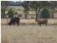 ” Lyndock “, Surat QLD 4417