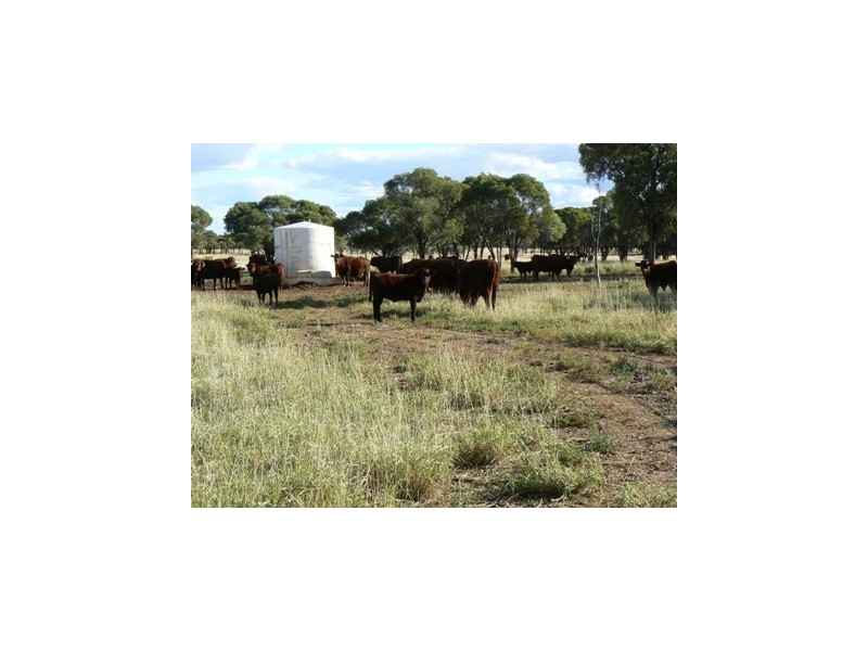Blackall QLD 4472