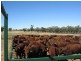 Blackall QLD 4472