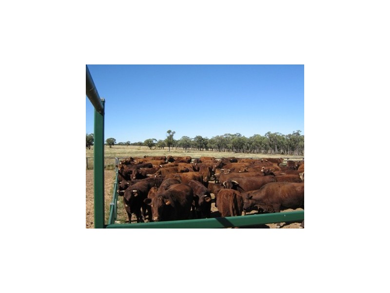 Blackall QLD 4472