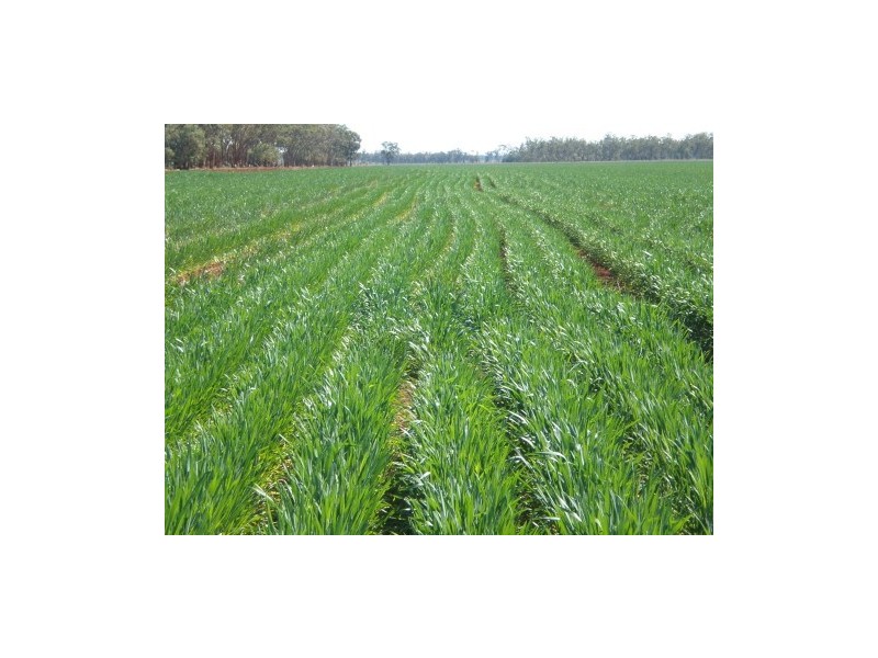 . CHERITON, St George QLD 4487