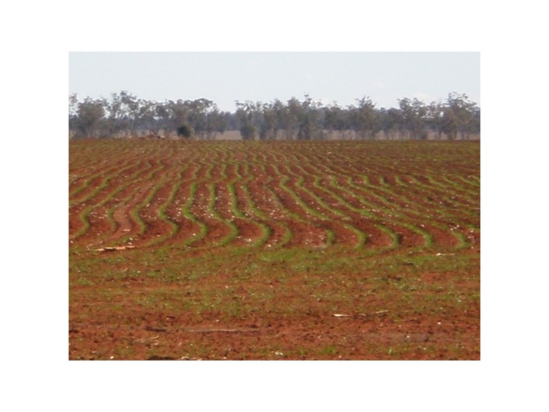 . CHERITON, St George QLD 4487