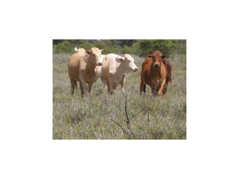 Dirranbandi QLD 4486