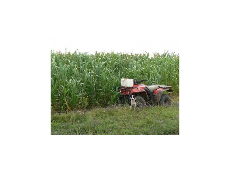 ” Wilga View”, Wandoan QLD 4419