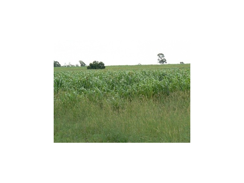 ” Wilga View”, Wandoan QLD 4419