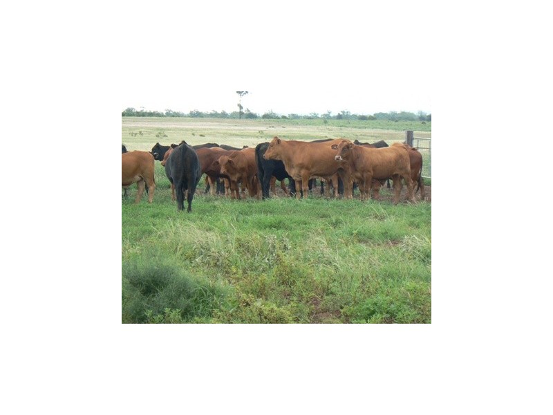 ” Wilga View”, Wandoan QLD 4419