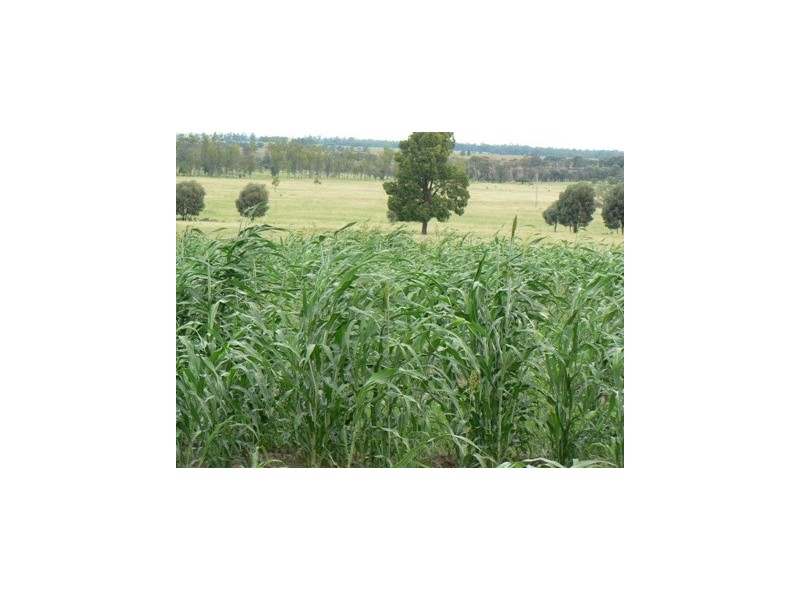 ” Wilga View”, Wandoan QLD 4419