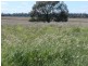 Dulacca QLD 4425